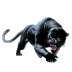 EOM_Panther